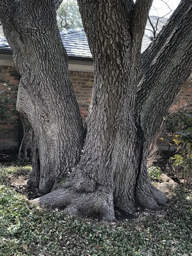 Mature heritage tree close to a Ferryville property cared for by certified arborists